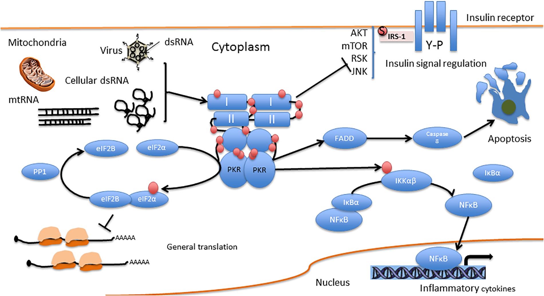 Diagram showing various pathways to apoptosis - programmed cell suicide