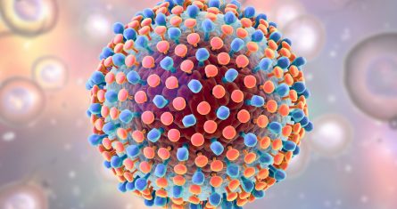 A Model Of The Hepatitis C Virus