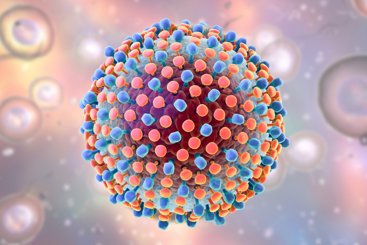 A model of the Hepatitis C virus