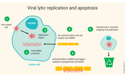 A Simple Diagram Showing The Process Of Viral Replication Within A Human Cell, And Intervention With An Antiviral, Leading To Apoptosis.