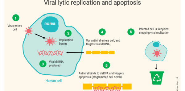 A Simple Diagram Showing The Process Of Viral Replication Within A Human Cell, And Intervention With An Antiviral, Leading To Apoptosis.