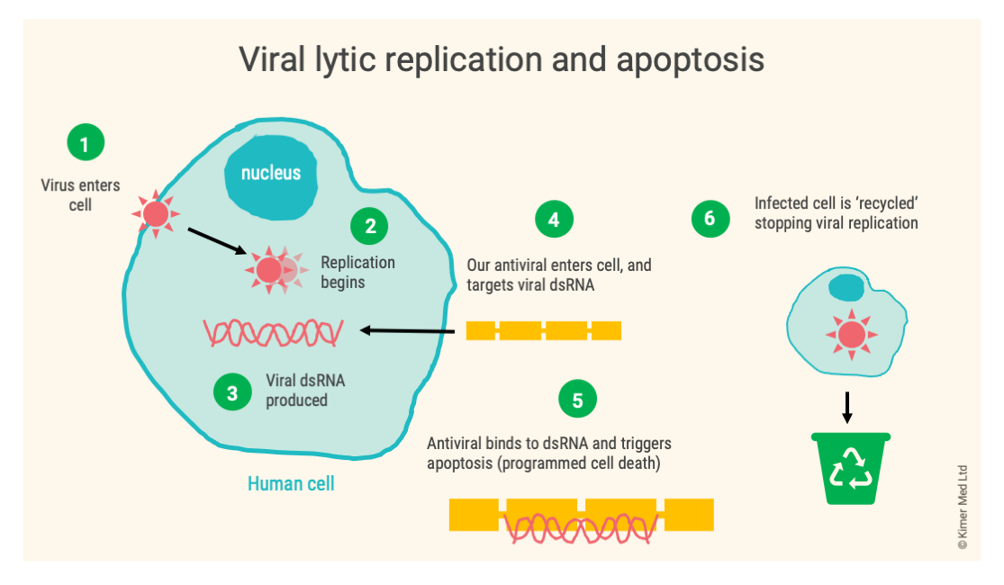 A simple diagram showing the process of viral replication within a human cell, and intervention with an antiviral, leading to apoptosis.